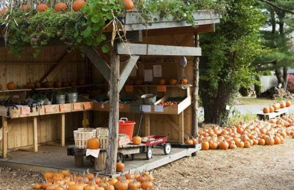 人们将冲破城墙回归生活本真，走进田园养老养生